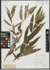 Foto von Salix alba L. x Salix fragilis L.
